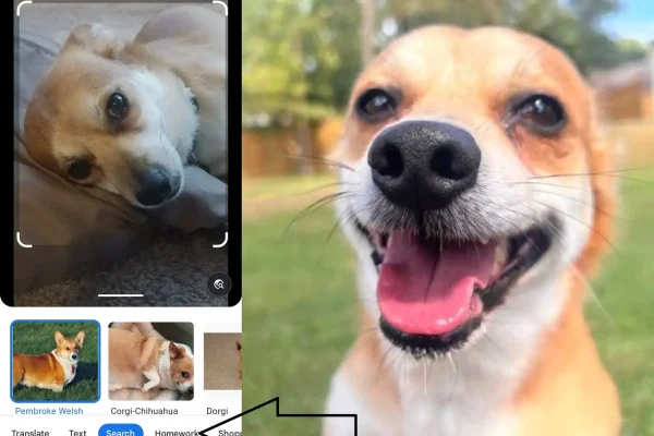 Google Lens what dog breed (2) google lens what dog breed image
